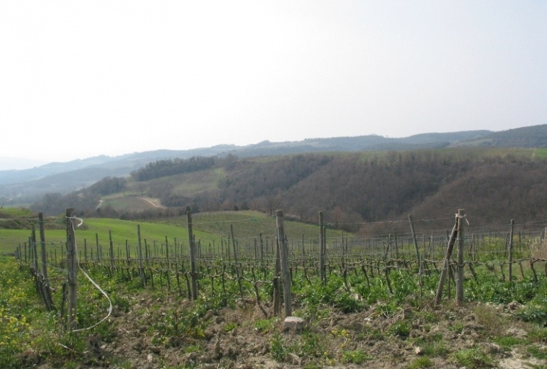 Rif.747 Montalcino Сельскохозяйственное предприятие с винодельческим хозяйством в Brunello DOCG