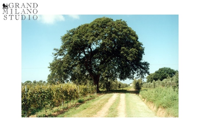 Rif.850 Винодельческое хозяйство с Агротуризмом DOC BOLGHERI