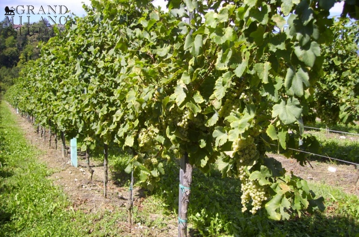 Красивейшие виноградники Просекко DOCG San Pietro di Feletto