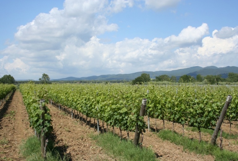 F 790 | Виноградно-винодельческие земли с разрешениями — Болгери