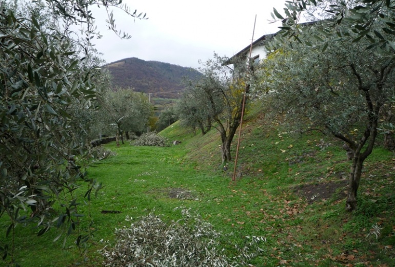 AAU 575 вилла с оливковым садом, Рива дель Сольто 