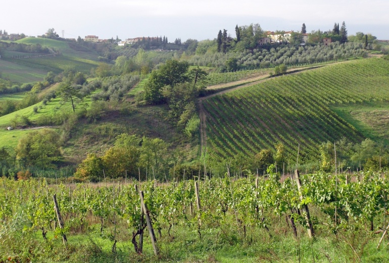 DAU479 вилла с виноградником и оливковым полем в  Тоскане 