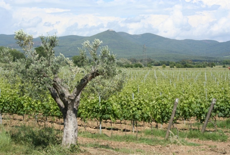 F 790 | Виноградно-винодельческие земли с разрешениями — Болгери